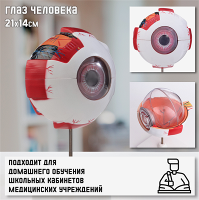 Макет "Глаз человека" 21*14см 02829201 - фото 1407727