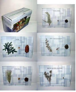 Коллекция  «Голосеменные растения» 0283095051 - фото 1407785