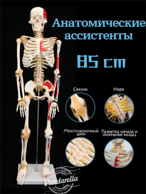 Скелет человека анатомический со связками, 85 cm fBuX3SjBgp4ZrPpCOZFC01 - фото 1407796