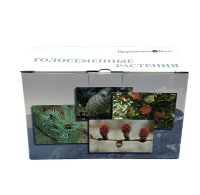 Коллекция Голосеменные растения yQneQ-15hFsohzBSxsdO00 - фото 1407938