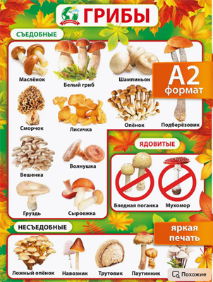 Настенный плакат для детей растения окружающий мир 0xJS1zoeiCBXME6uLbY1U0 - фото 1409464