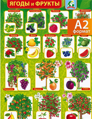 Плакат настенный, ягоды и фрукты, формат: А2 0283095608 - фото 1411947
