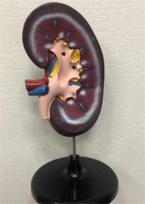 Модель "Почка в разрезе" WgfogZm-gvu-OtRUOlWz23