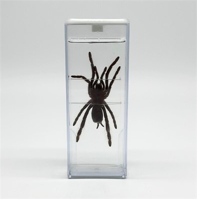 Влажный препарат Паук LHHARkPUi8GvLFr-vFrA42