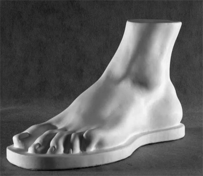 Гипсовая модель "Стопа человека" 026011