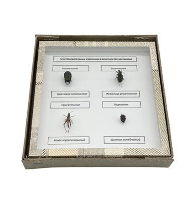 Коллекция Приспособительные изменения в конечностях насекомых plAA504oj7B2hY75ZPP0J0