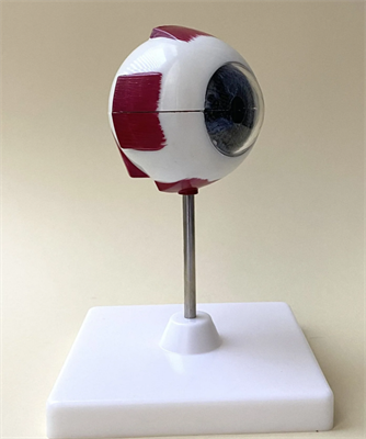 Модель "Глаз человека" (лабораторная) FfRUaxzrggmS5DuS40jo53