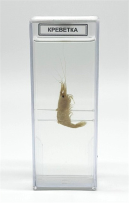 Влажный препарат Креветка 3mdfscsMjlvDnw9NsO5-G3