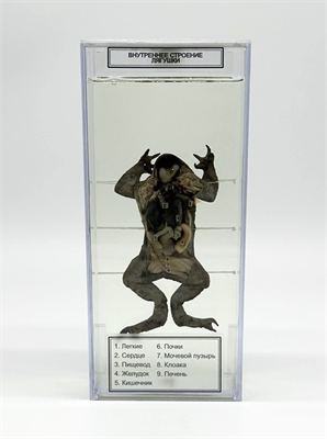 Влажный препарат Внутреннее строение лягушки p8wId0QHixH8zUq4TCG1q0