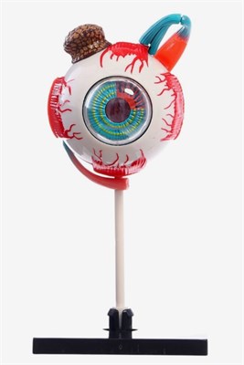 Набор для опытов «Строение глаза» 0283096600150