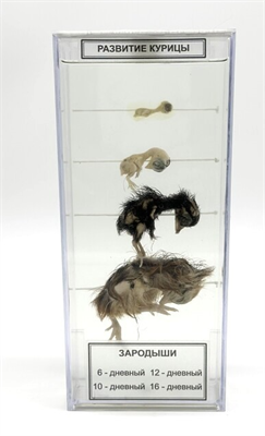 Влажный препарат Развитие курицы d53oyXMcjI-D55X0MPLqG0