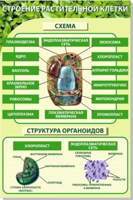 Стенд "Строение растительной клетки" пластик 3 мм размер  600 х 900 мм 05751