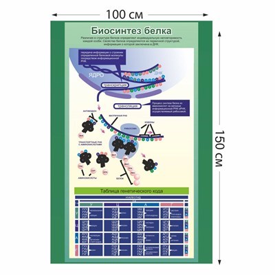Стенд "Биосинтез белка" пластик 3 мм размер 1000 х 1500 мм 05704