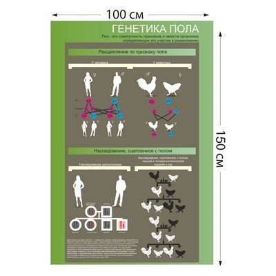 Стенд "Генетика пола" пластик 3 мм размер 1000 х 1500 мм 05705