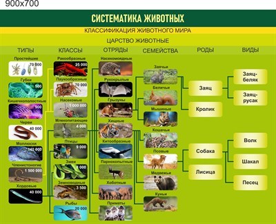 Стенд Систематика животных пластик 3 мм размер  900 х 700 мм 05757