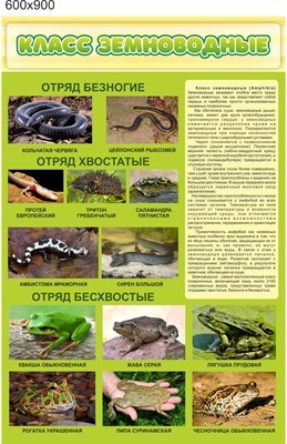 Стенд Класс земноводные пластик 3 мм размер  600 х 900 мм 05755