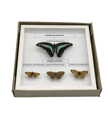 Коллекция Семейства бабочек L6Nh85z5gO5E0ZRxxXURt1