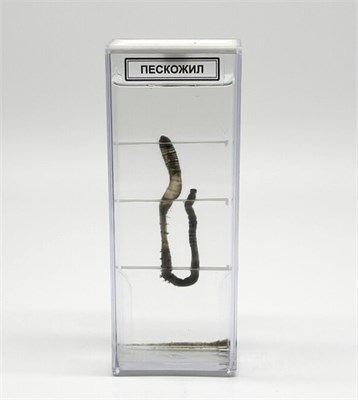 Влажный препарат Пескожил 0283096599684