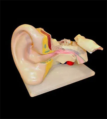 Модель уха joX8tiaIjeAFZ0k5eCrML1