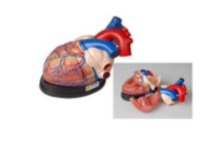 Модель сердца в разрезе 01871