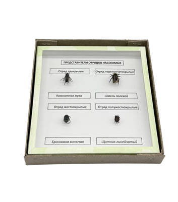 Коллекция Представители отрядов насекомых 8uW6hwR-gLqy-qFccoOxa2