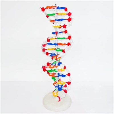 Модель «Структура ДНК» (разборная) hKMKA9NwjPiIPxKUNKTn83