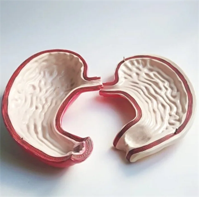 Модель "Желудок человека в разрезе" Cp0oPeZnjsrdNsfVblIB52