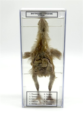 Влажный препарат Внутреннее строение птицы NYnZxxKMgF8uEx6SS4aYH1