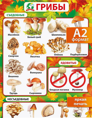 Настенный плакат для детей растения окружающий мир 0283095606