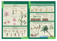 Учебный альбом «6 кл. Растения. Грибы. Лишайники» (2) 02830687