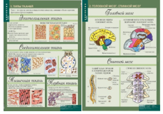 Учебный альбом «8-9 кл. Человек» (2) 02830689