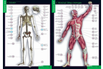 Учебный альбом «Строение тела человека» (2) 02830695