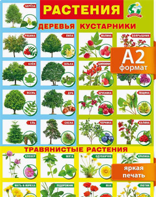 Настенный плакат для детей растения окружающий мир us9fgTchiu9l2sNDDFOsq0