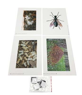 Модель-аппликация Муравьи. Устройство муравейника 0283096599731