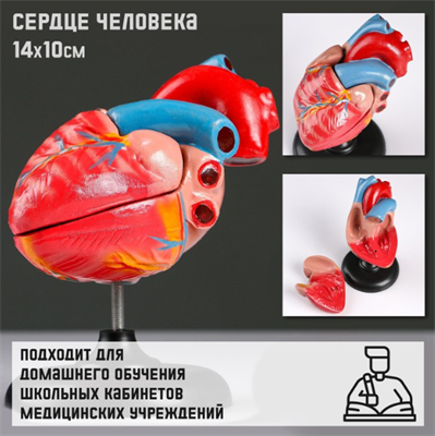 Макет "Сердце человека" 14*10см 02829202