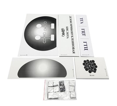 Модель-аппликация Биосинтез белка 0283096599716