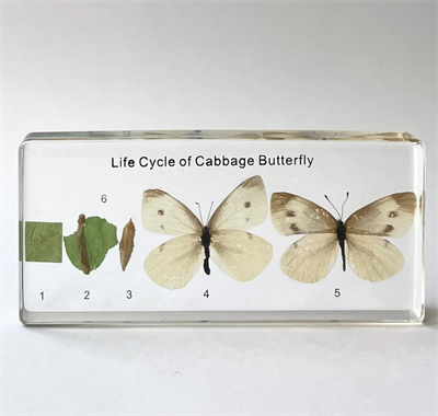 Коллекция Развитие бабочки C1vd9zl8gTa7rzuMfudDI3