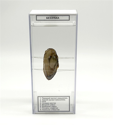 Влажный препарат Беззубка okbFf4qYgm5M5ccYz8lhT2