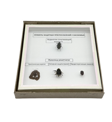 Коллекция Примеры защитных приспособлений у насекомых XgEVpshMiZEusZGmOcP-G2