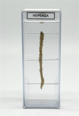 Влажный препарат Нереида T0nE36sCiUvgG0jHwKy2r2