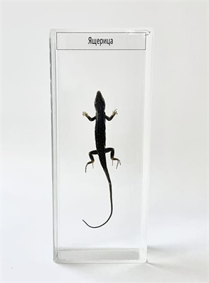 Влажный препарат Ящерица QTTCyHu6gXGQQkQ9uckpJ3