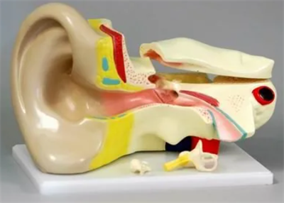 Модель "Ухо человека" XFOmRSeijP2sz2DceWB483