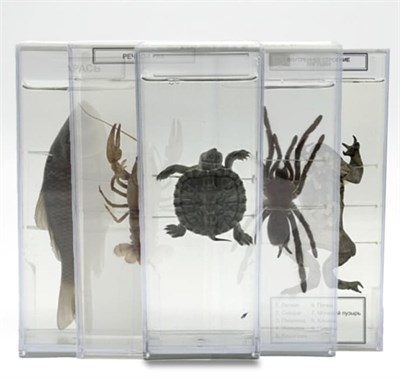 Комплект влажных препаратов демонстрационный (12 видов) tZ69wdcjgBHK3zCWJtBge3