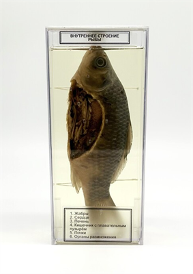 Влажный препарат Внутреннее строение рыбы L050XfGzioSRwM3J9bOyn1