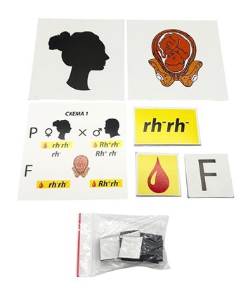 Модель-аппликация Наследование резус-фактора 0283096599732