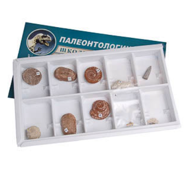 Коллекция "Палеонтологическая" (форма сохранности ископаемых растений и животных) aOq2z69GjwbEgTts17mpz3