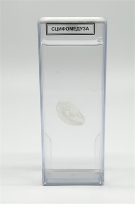 Влажный препарат Сцифомедуза 2h549yFyh0iigLj4IGFEY3