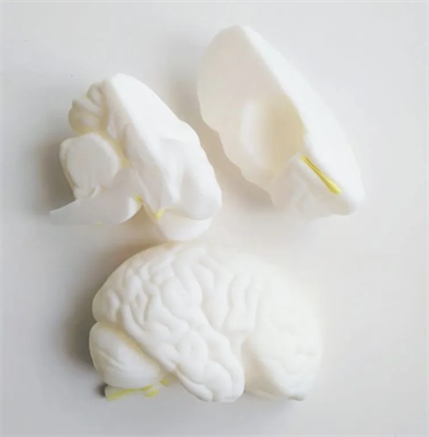 Модель "Мозг в разрезе" TxIFQJbWiC5QitREKc6qW3