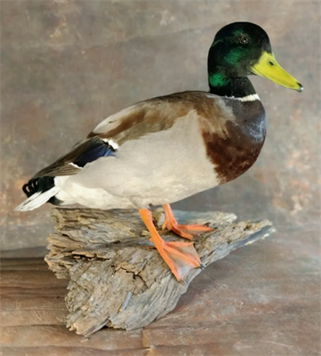 Чучело селезня кряквы 026237