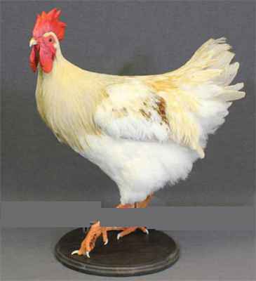 Чучело петуха 026238